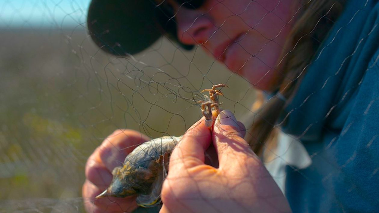 woman holding a bird whose feet are in a net