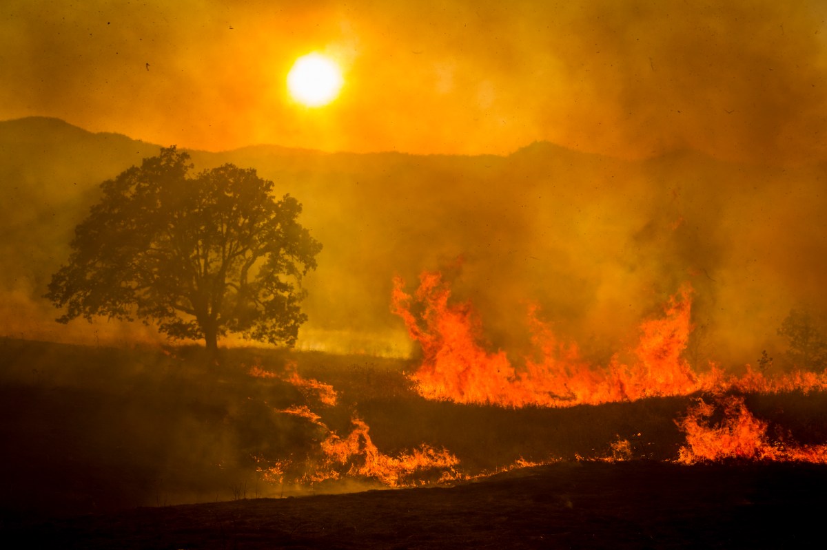 fire burning around a tree with the sun behind