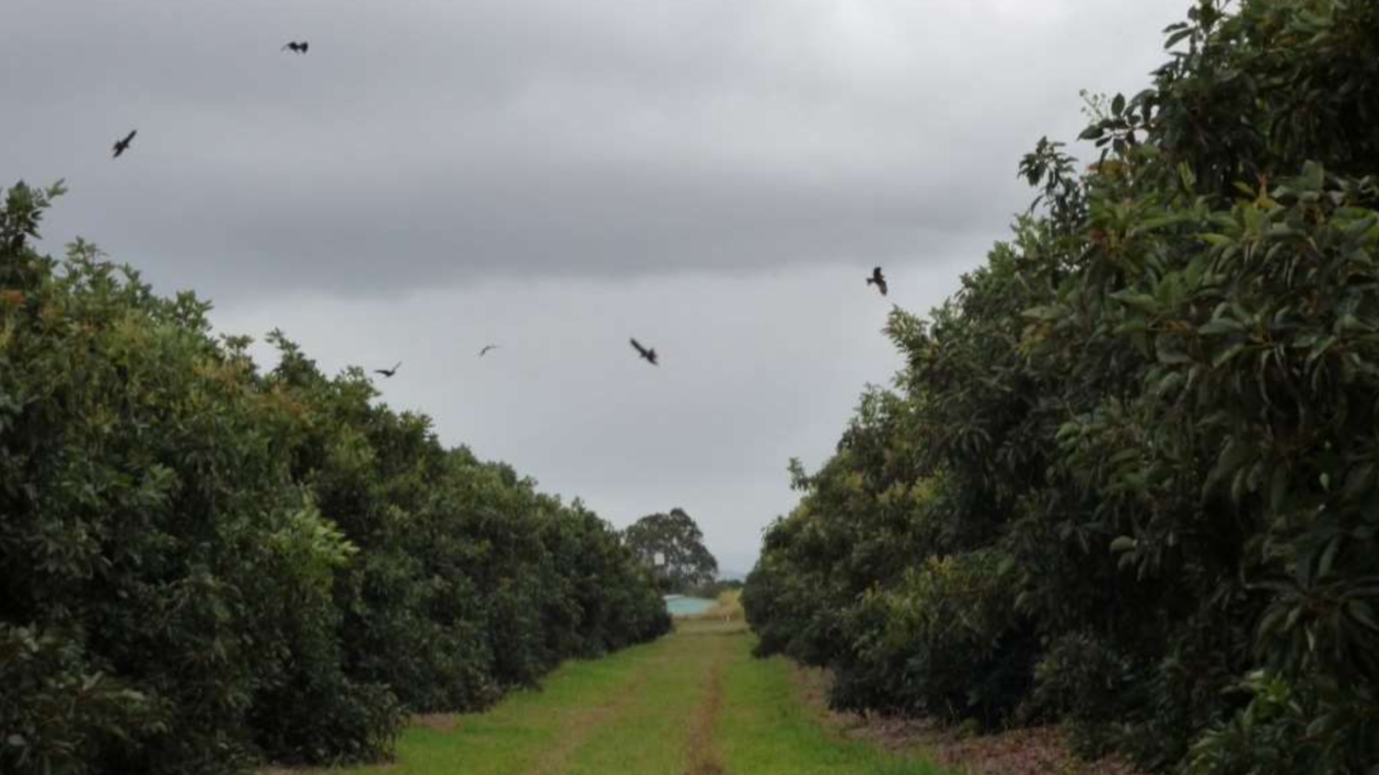 view of orchard with birds circling overhead