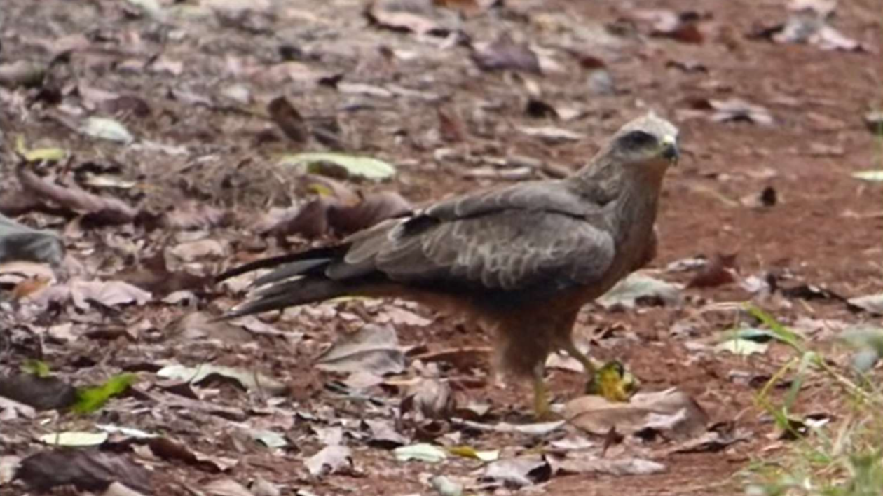 large brown bird on the ground with an avocado