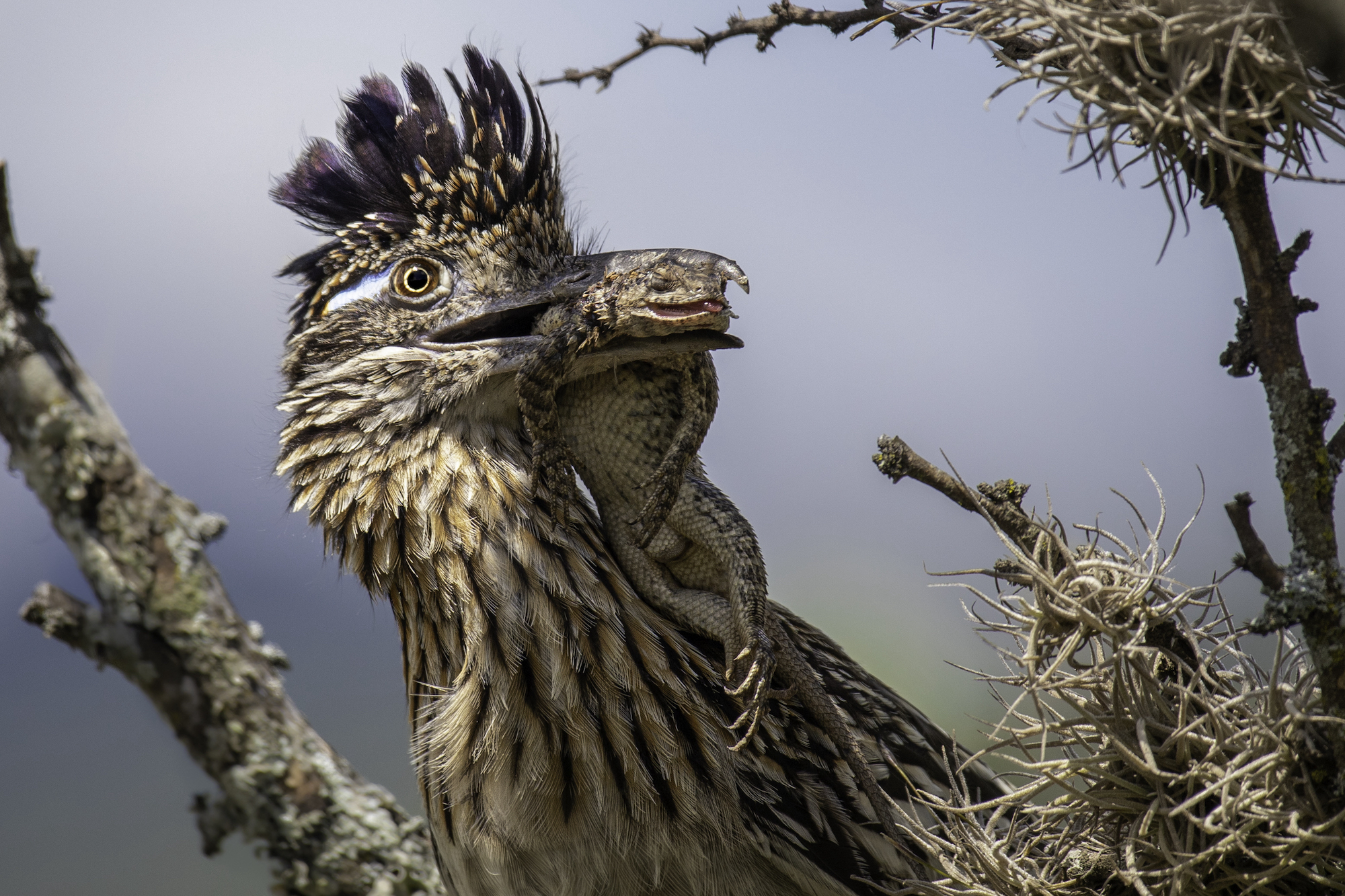 Roadrunner: Meet the Real Bird Behind the Cartoon