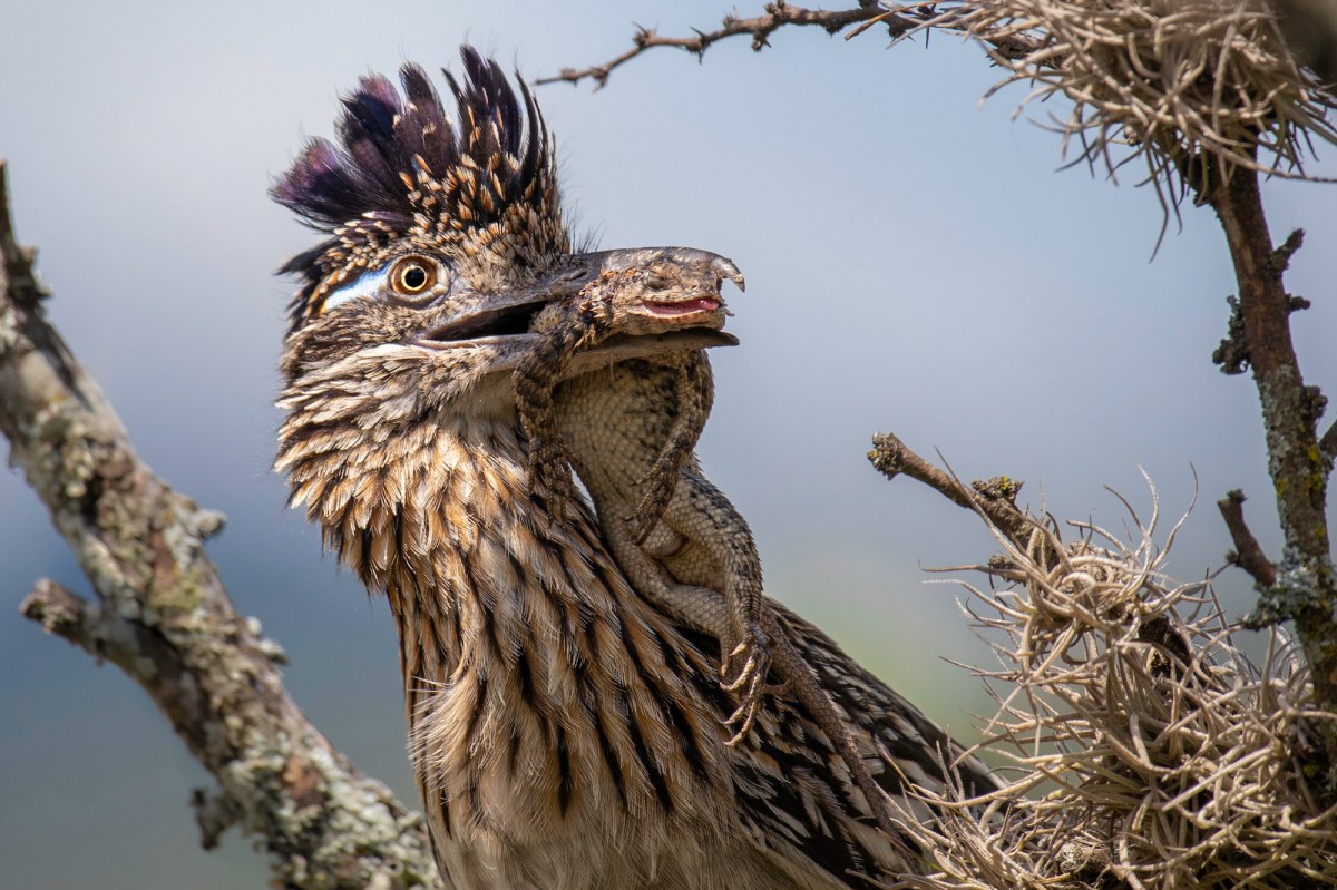head and shoulders of a bird with a lizard in its beak
