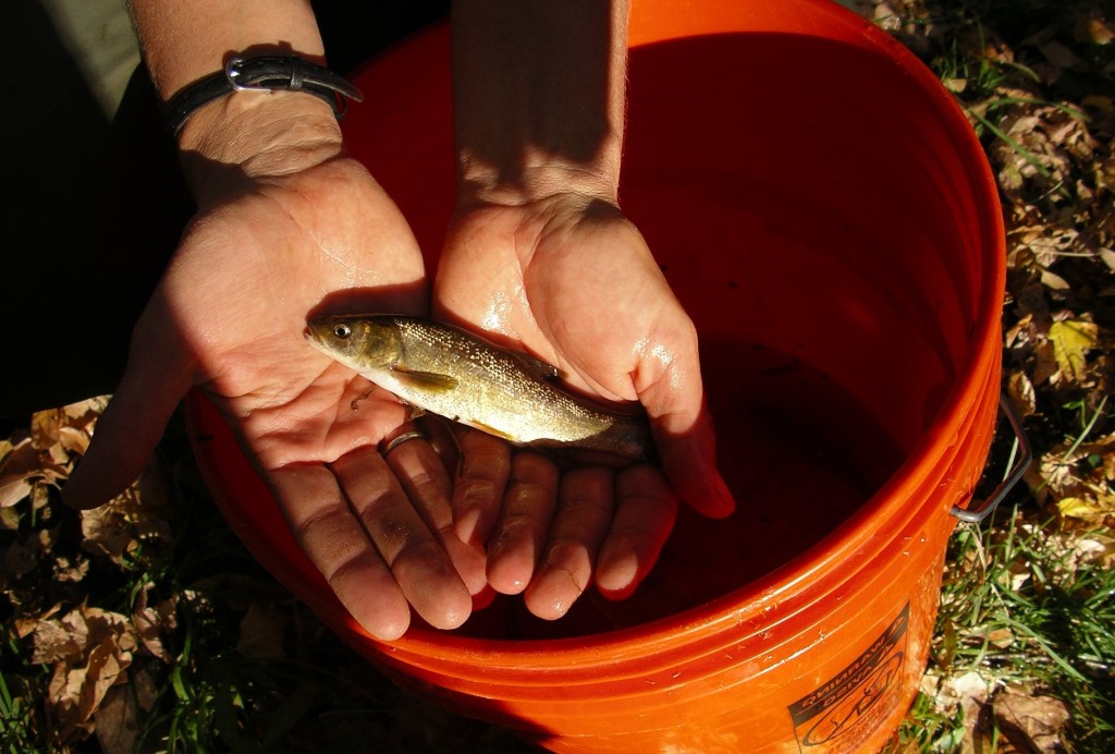 hands holding a small fish over orange bucket