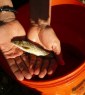 hands holding a small fish over orange bucket