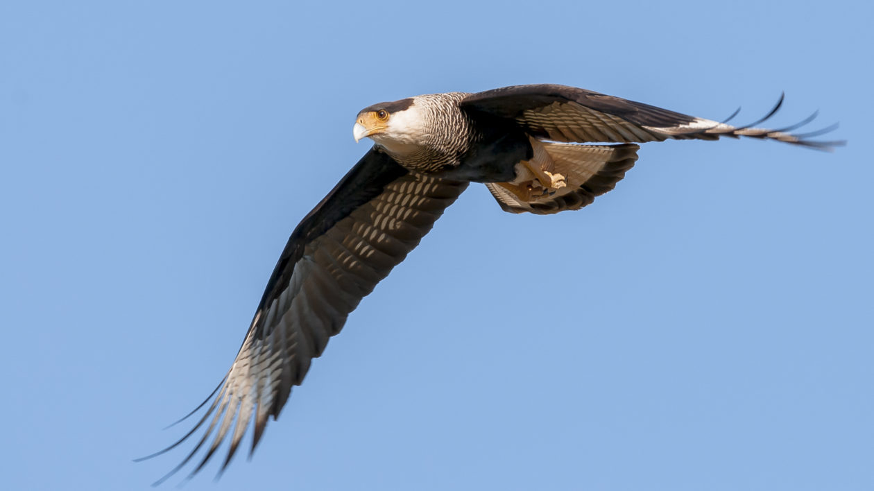 large bird flying 