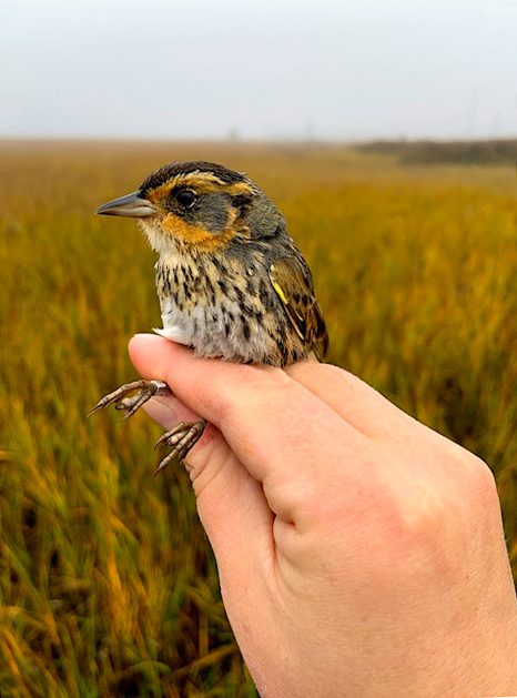 hand holding small bird