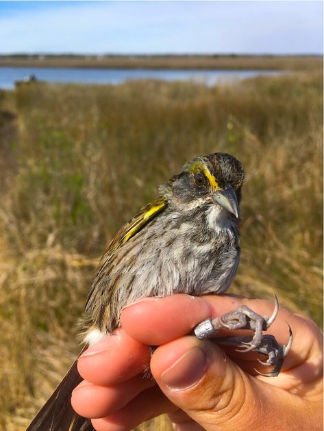 hand holding small bird