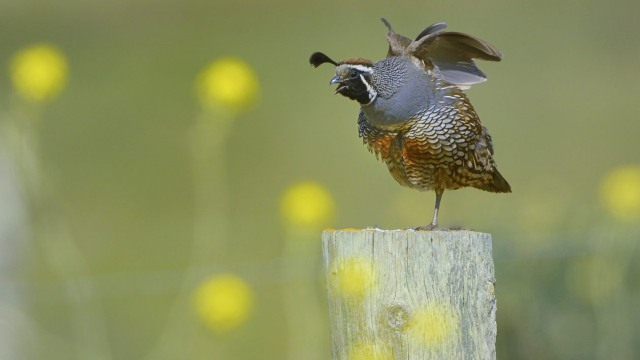 grey and brown bird on a fence post