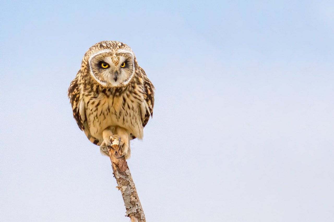 round owl perched on a stick