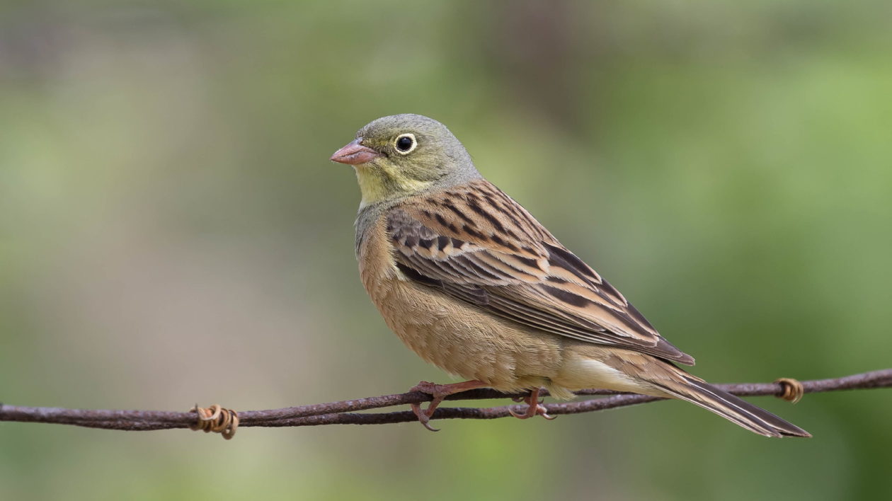 small brown and grey bird