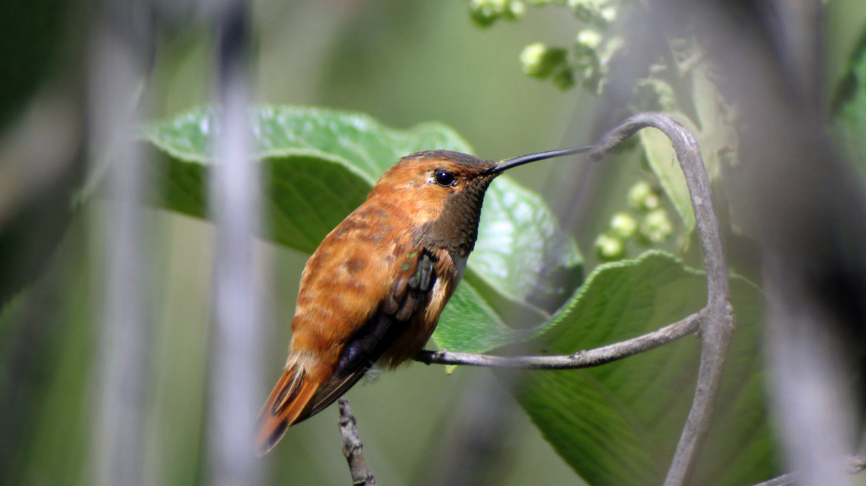 small reddish hummingbird on a branch facing right of camera