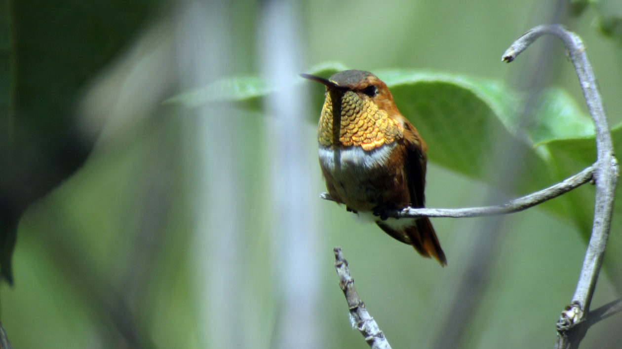 small reddish hummingbird on a branch facing camera