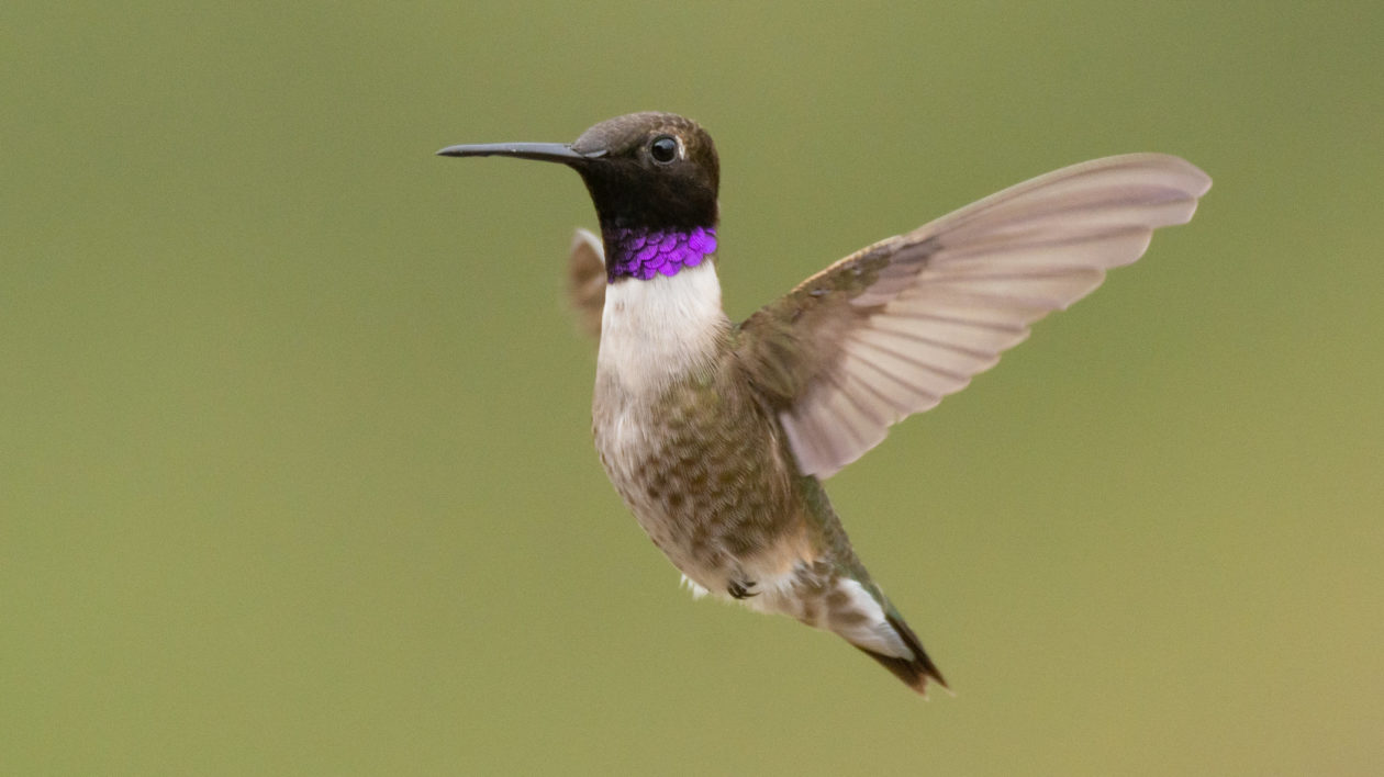 hummingbird flying upright with narrow purple band on throat