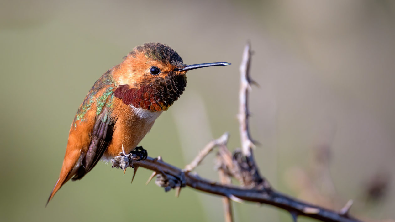 orange and green hummingbird perched on branch