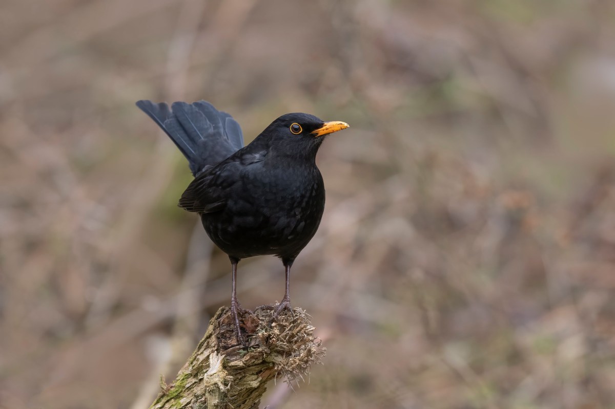 black bird on a branch with orange beak