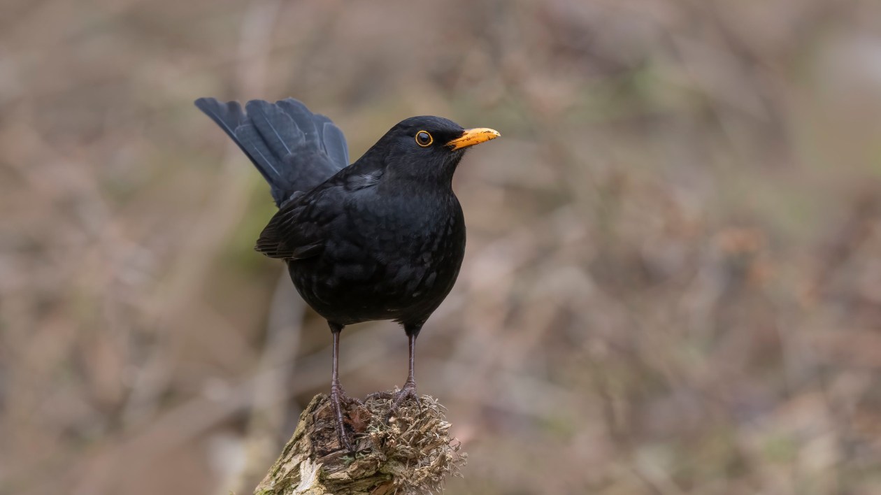 black bird on a branch with orange beak