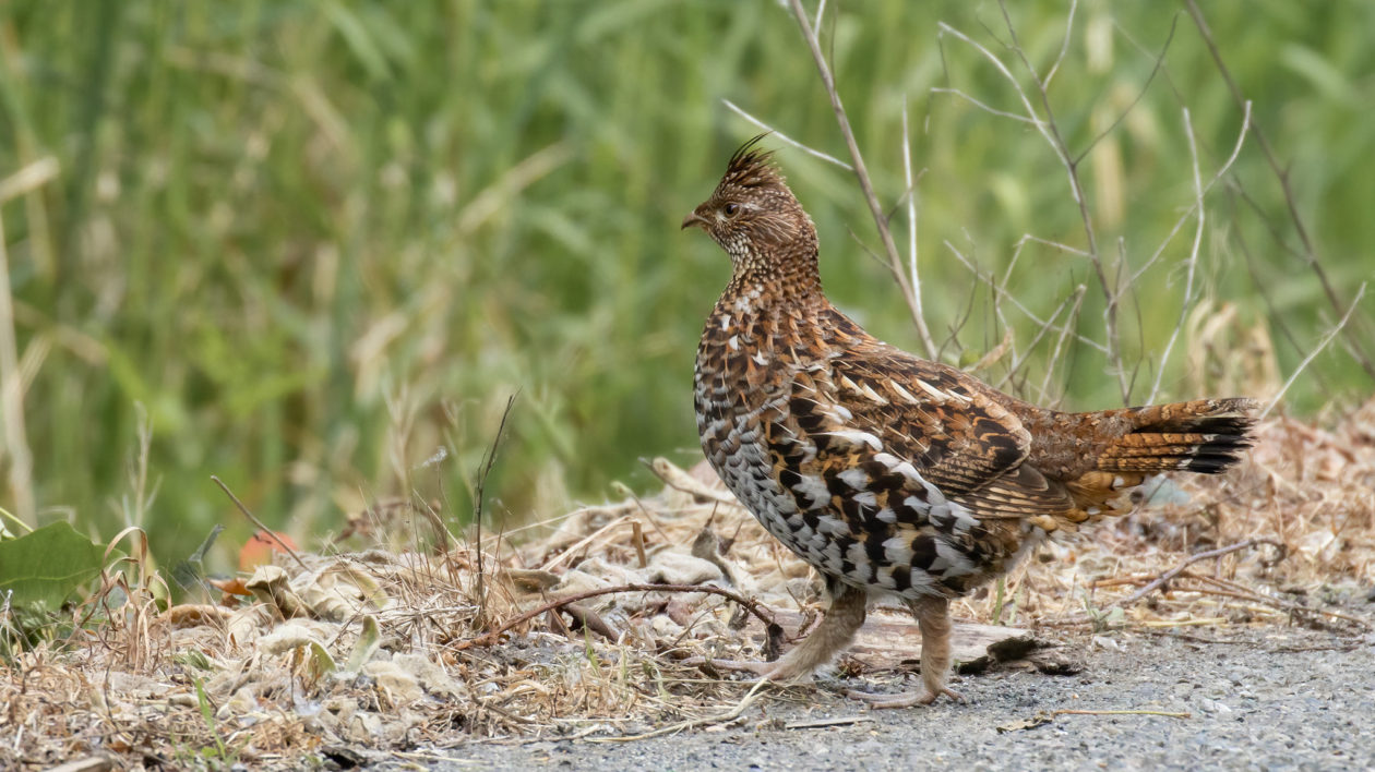 brown, white and gray specked bird on the ground