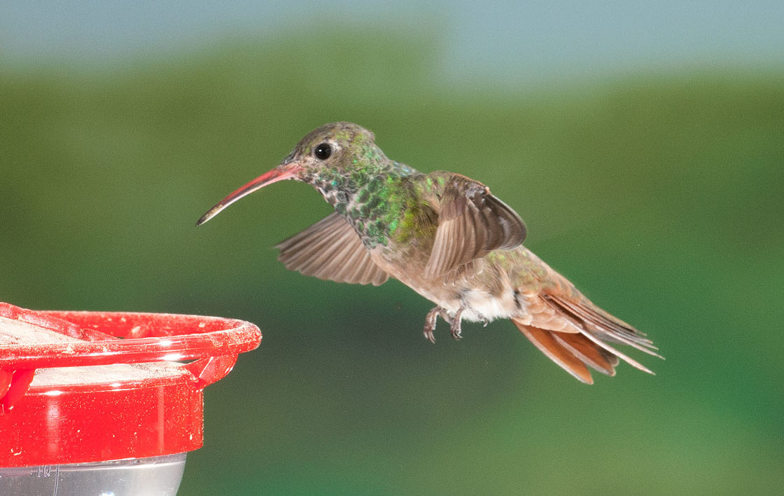 green and red hummingbird hovering near a feeder