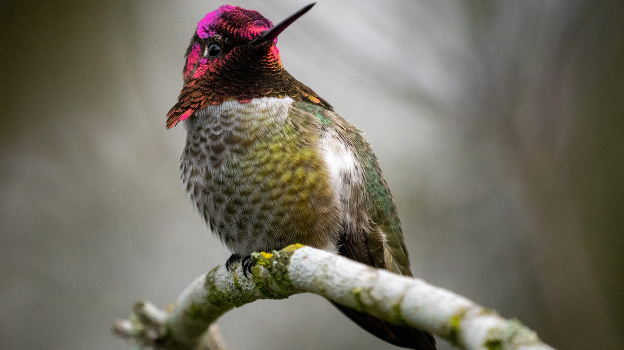 hummingbird with red throat on branch