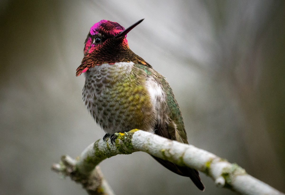 hummingbird with red throat on branch