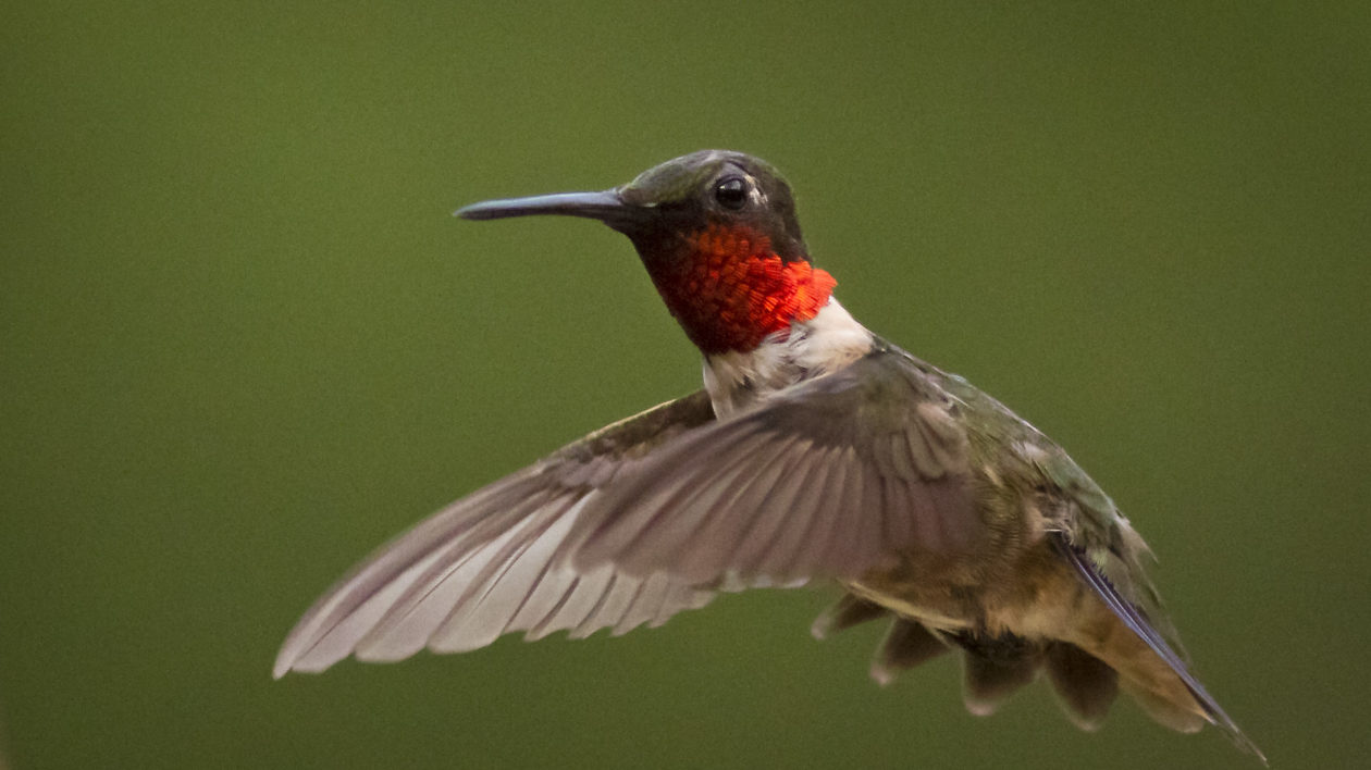 hummingbird with red throat flying against green background