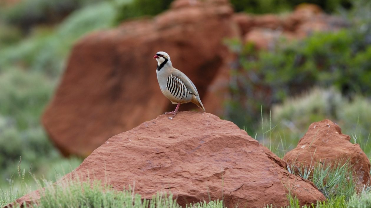 gray bird perched on rock