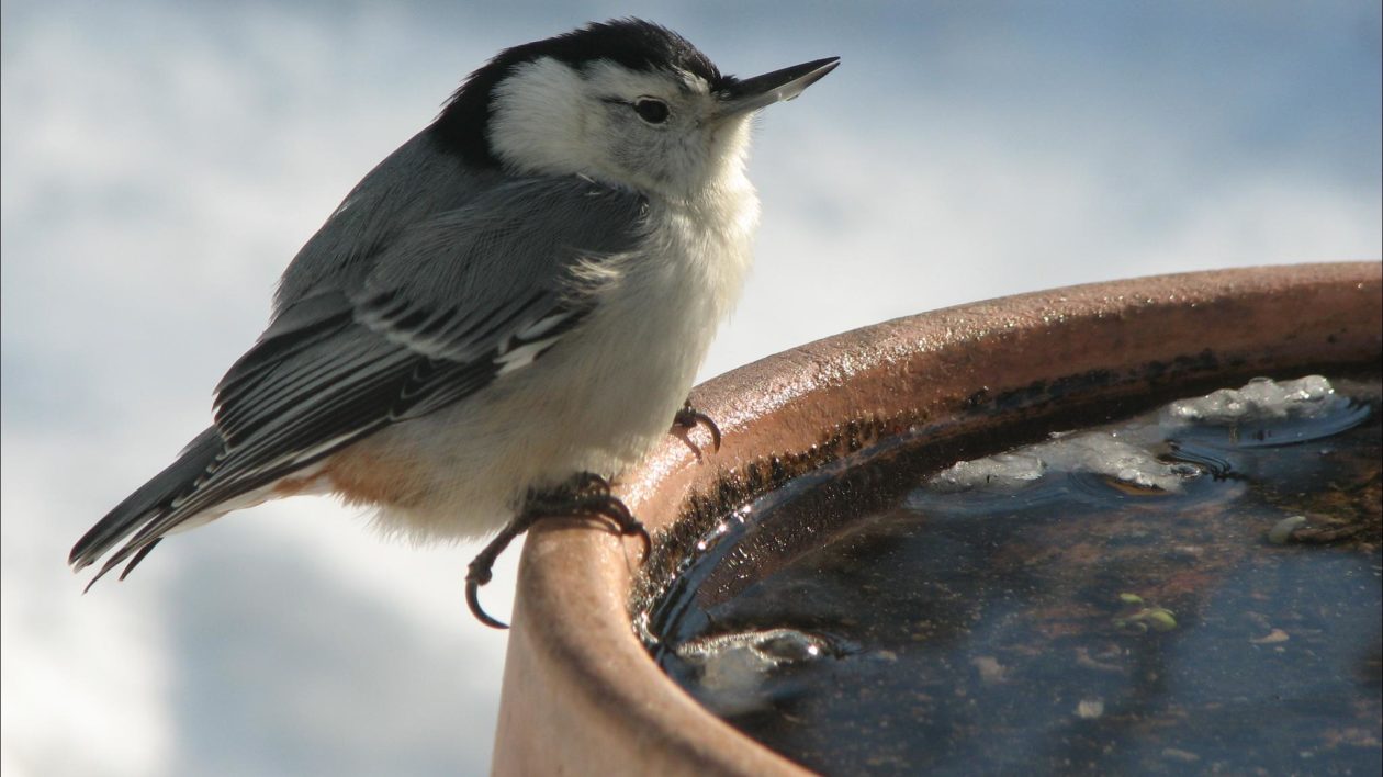 small black and white bird on edge of bath