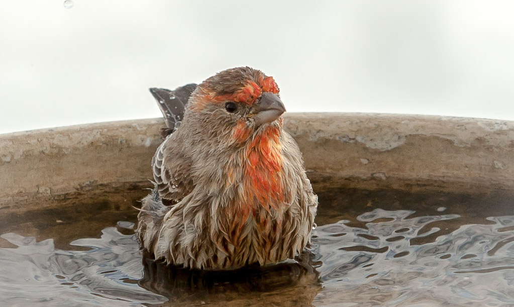 small brown bird in water