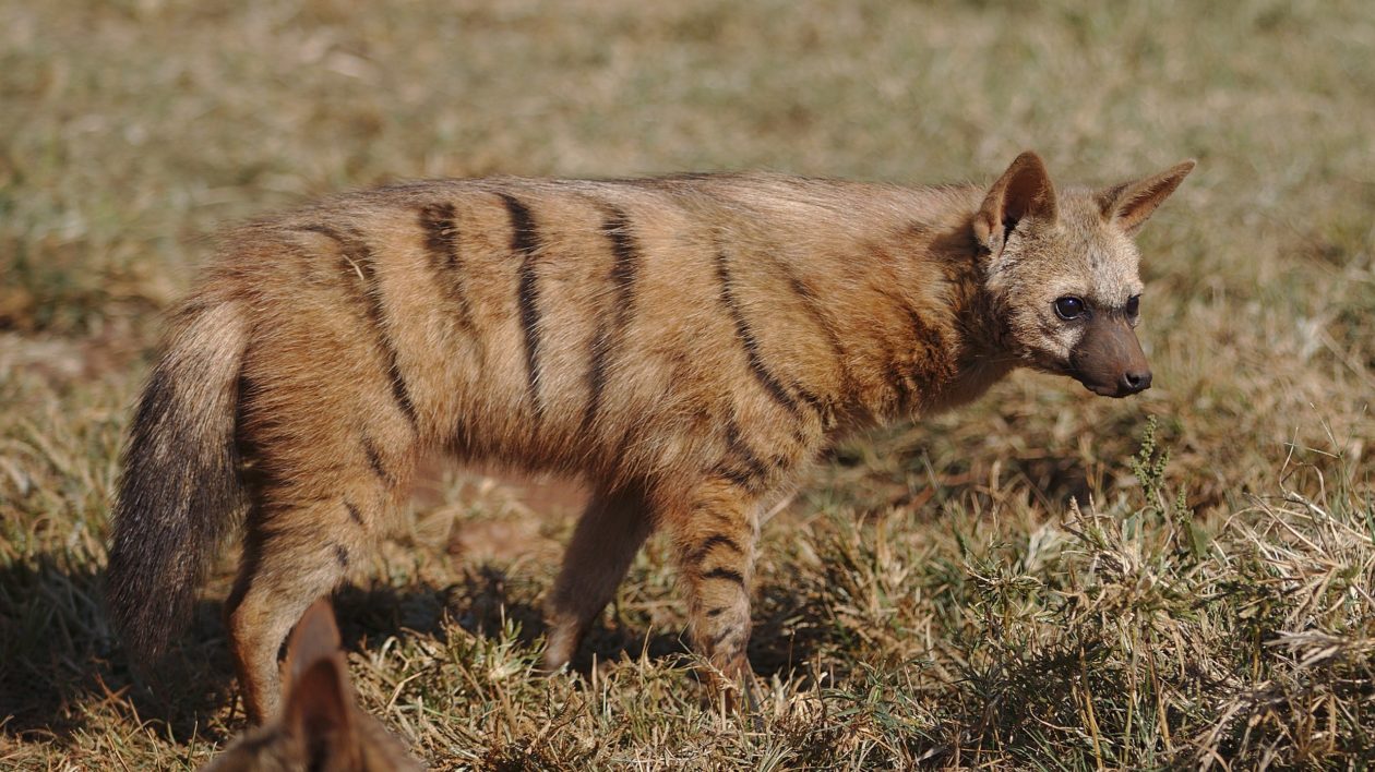 brown and black striped animal