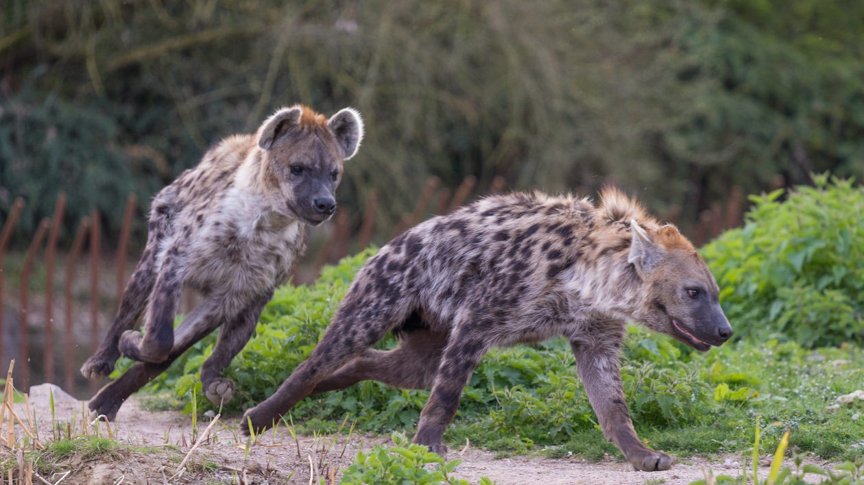 are hyenas canines