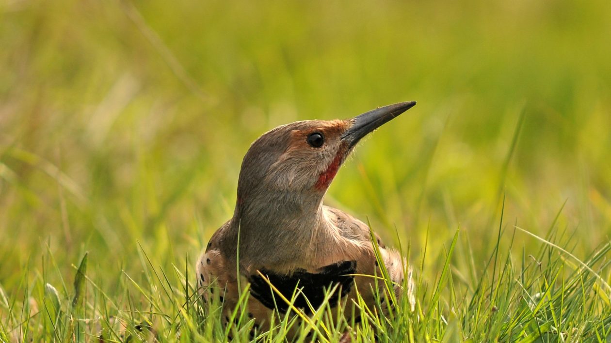 woodpecker-like bird on the gorund