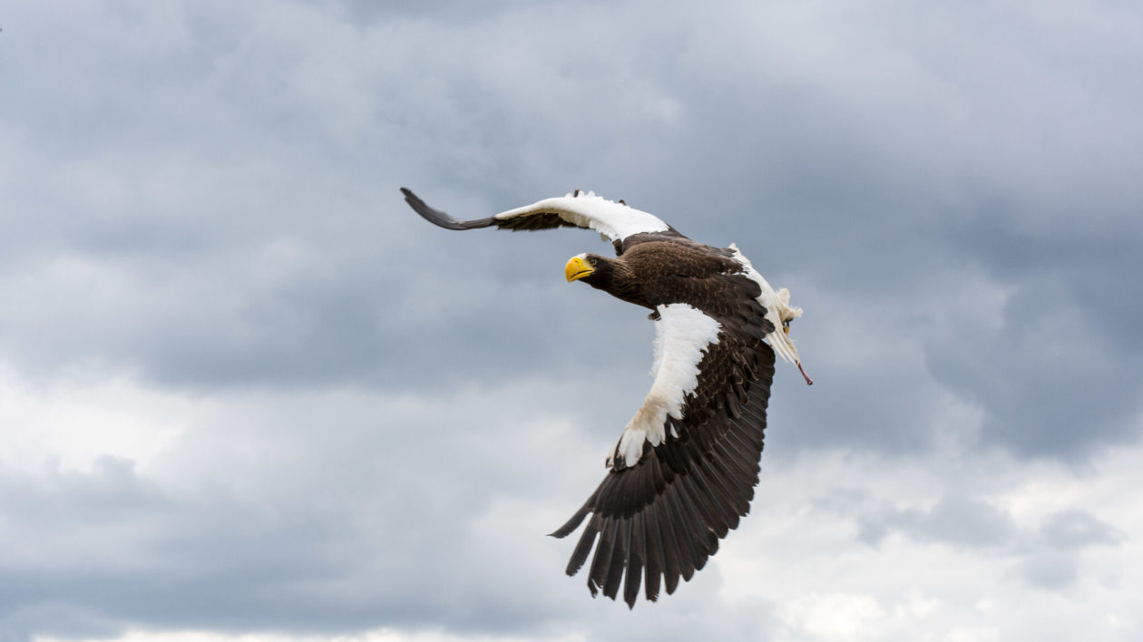 large raptor with black and white plumage flying