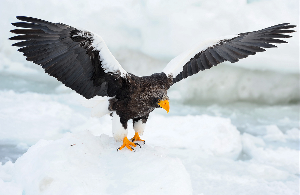 An Asian Sea Eagle Is Roaming New England