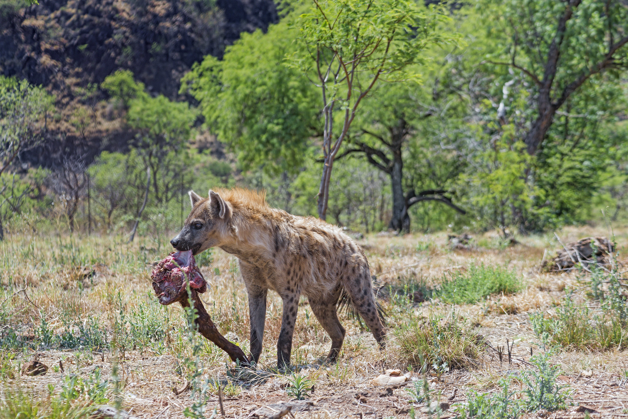 How Hyenas Sanitize The City