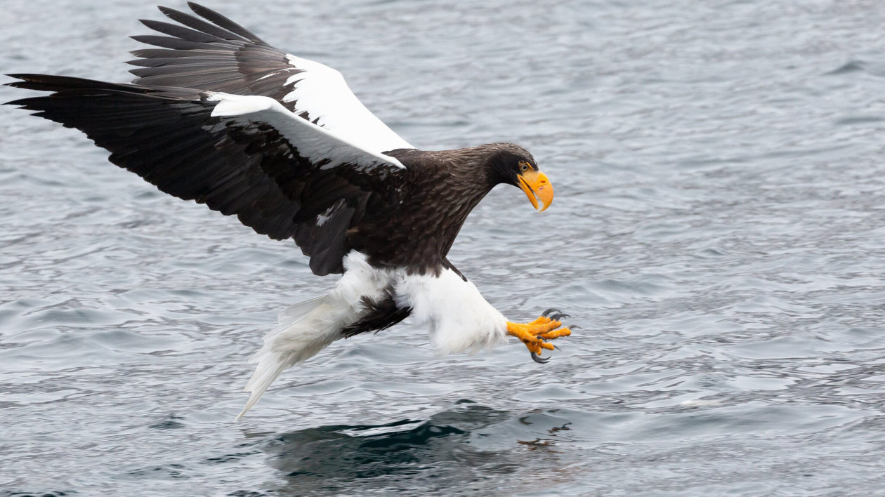 large bird of prey diving towards watcher with feet outstretched