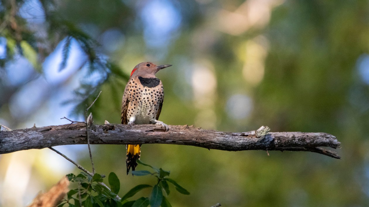 flicker perched in a tree