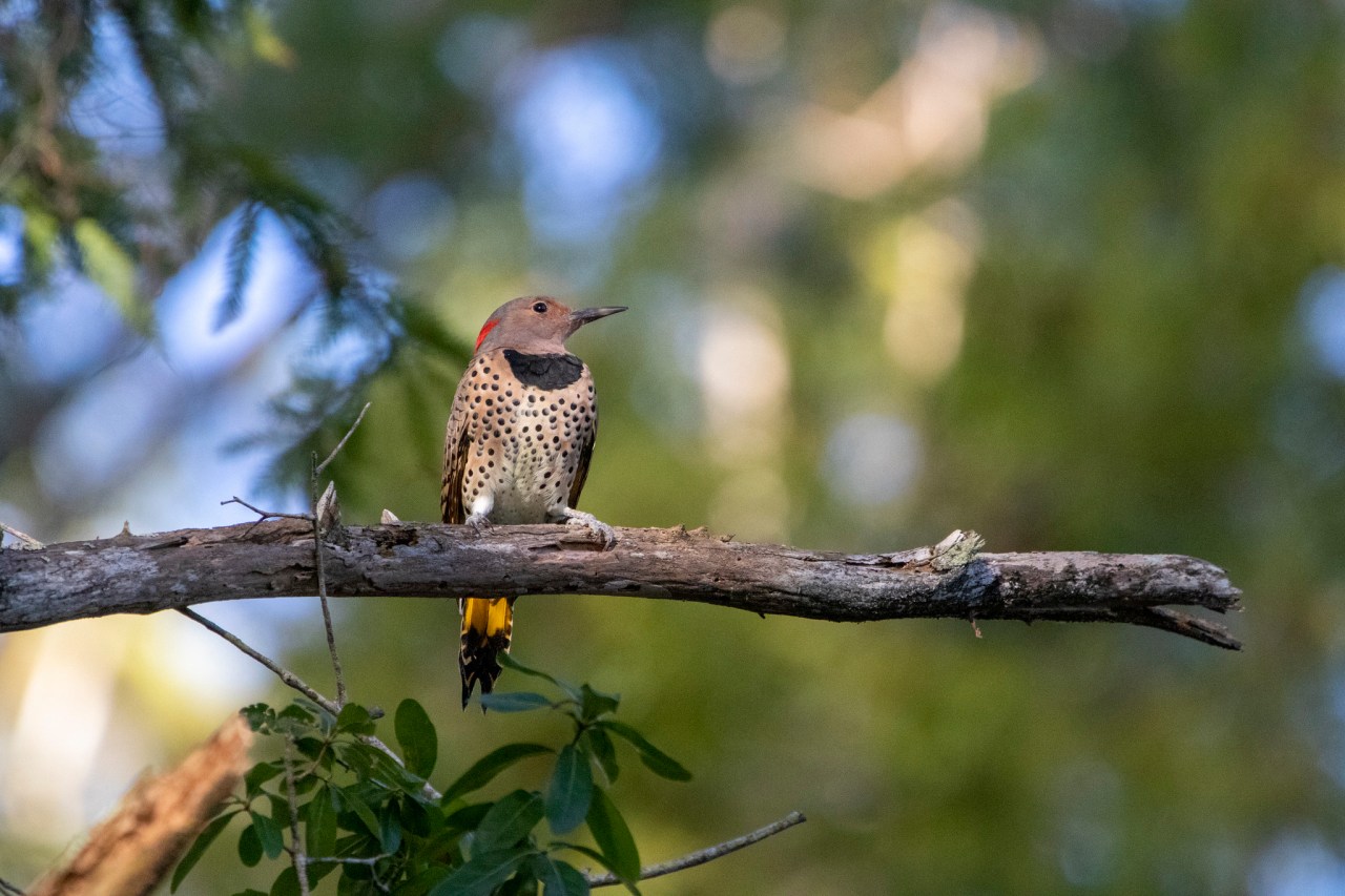 flicker perched in a tree