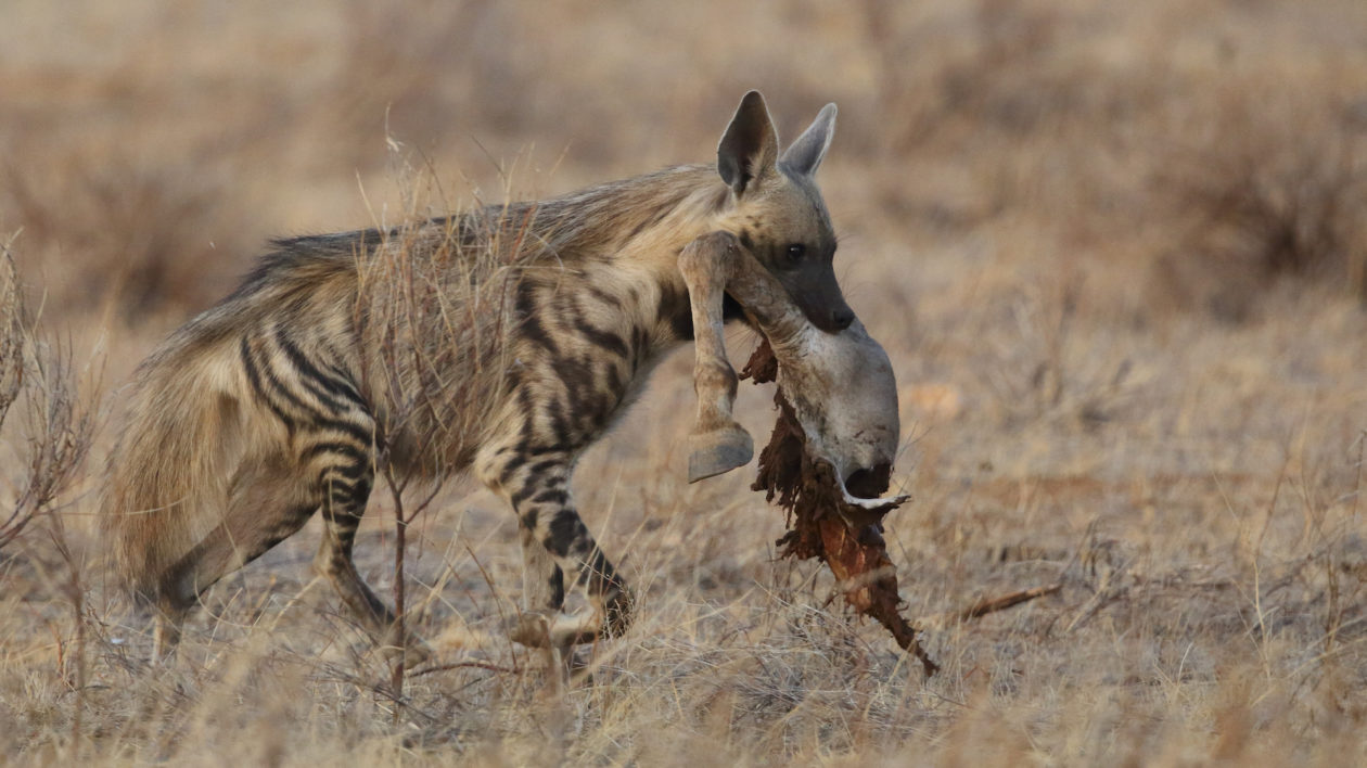 hyena with brown coloration and striped legs