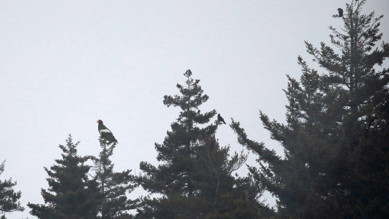 trees with a large raptor perched in the top