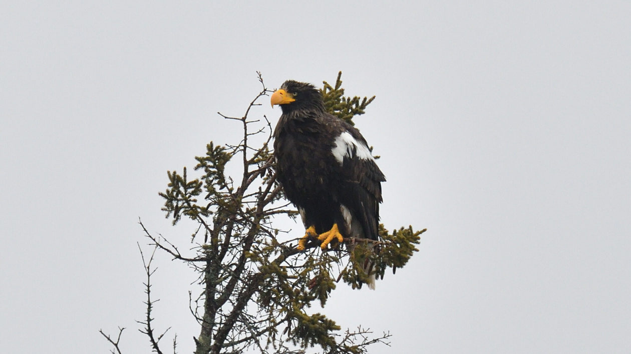 large dark raptor perched in a tree
