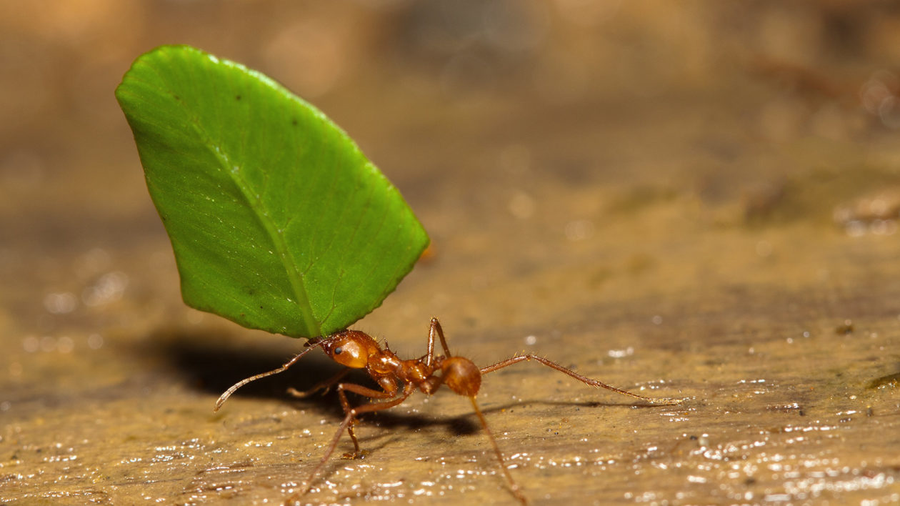 red ant holding a piece of leaf