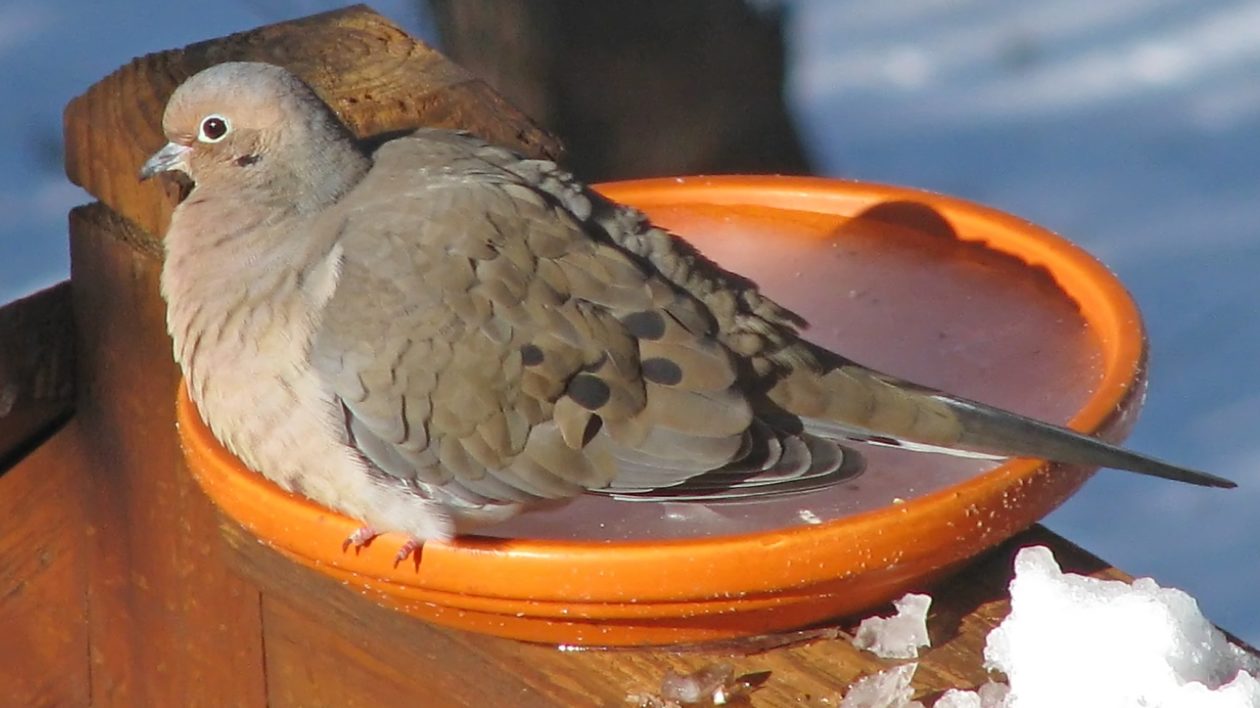 dove on a birdbath in the snow