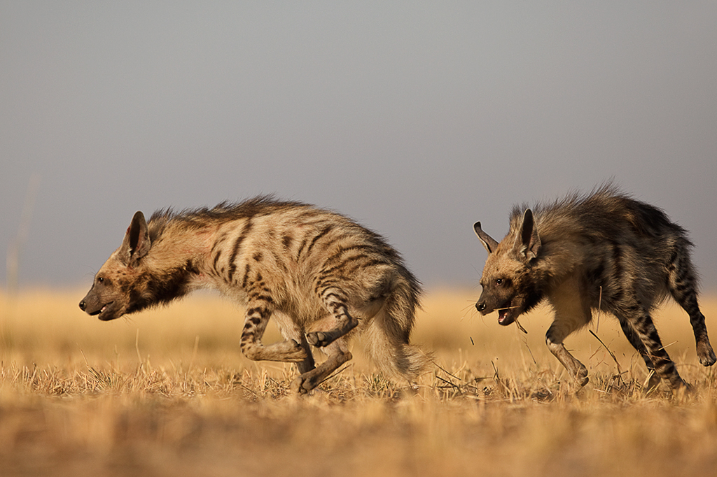 Two striped hyenas running after one another on a grassland