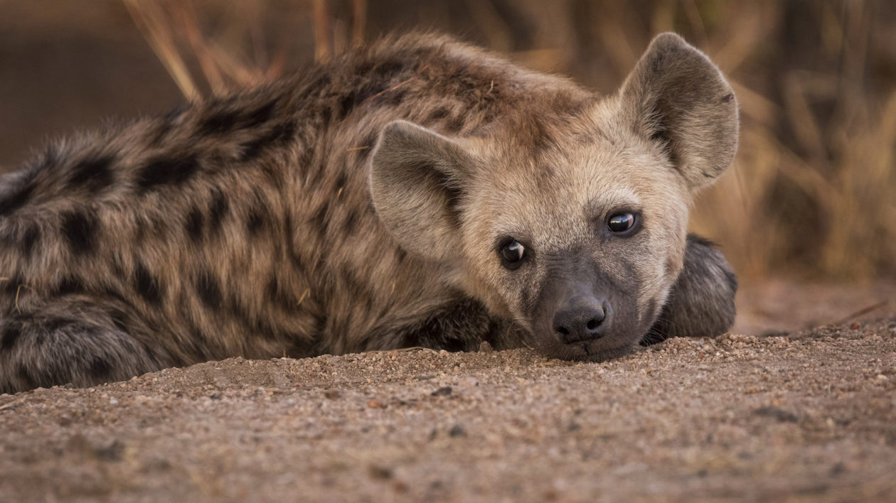 hyena laying down with spots visible on flank