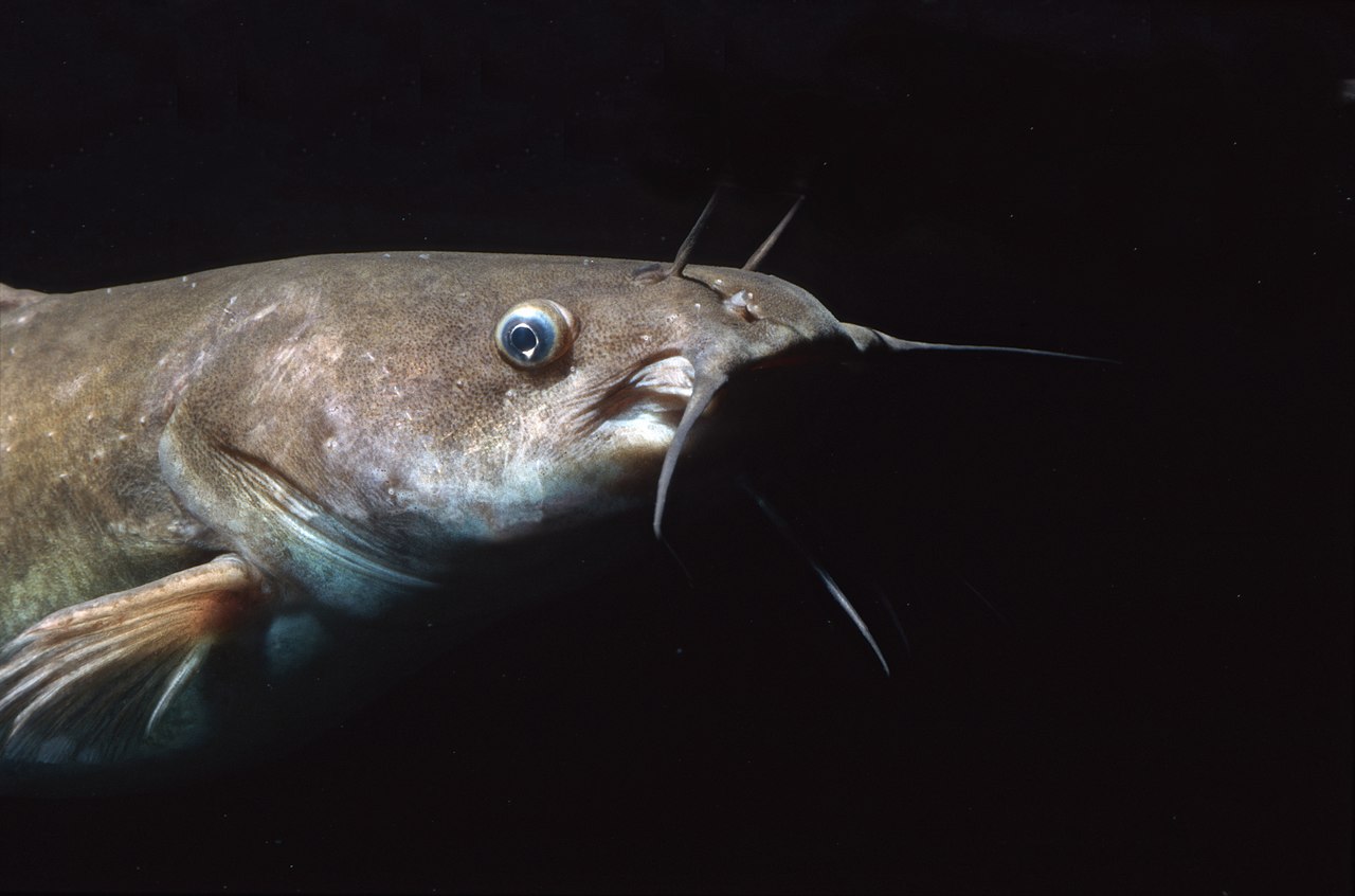 Big Gulp: Blue Catfish Eats Wood Duck