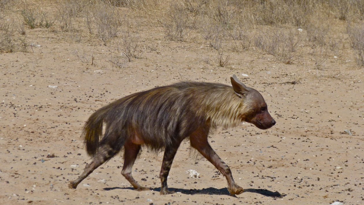 brown hyena trotting on rocky ground