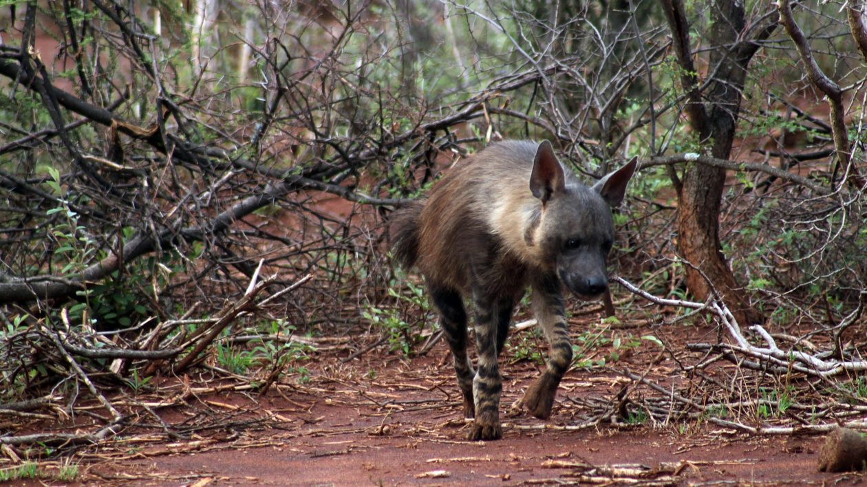 brown hyena walking through a forest