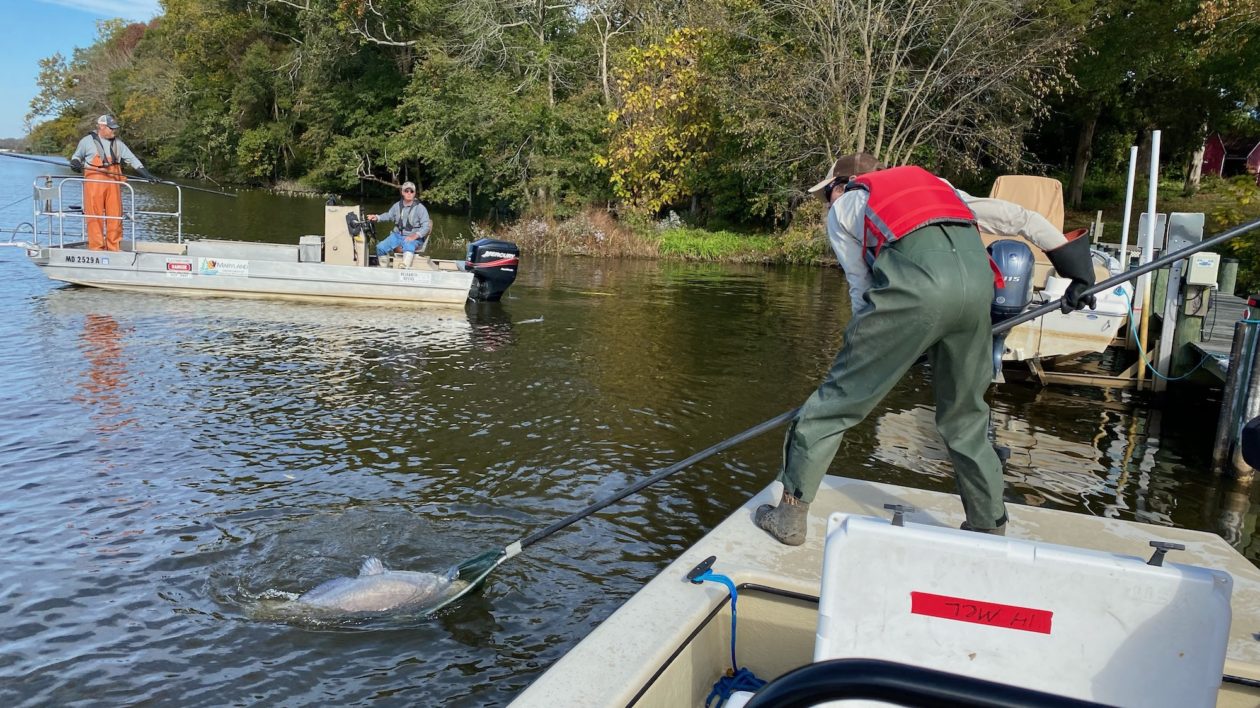 men in a boat scooping a fish into a net