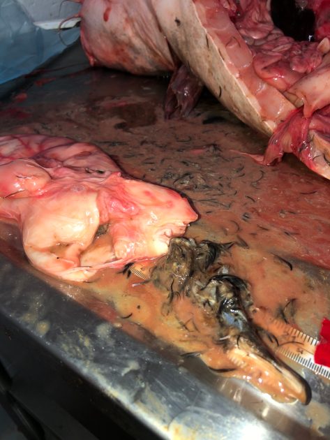 stomach contents and entrails