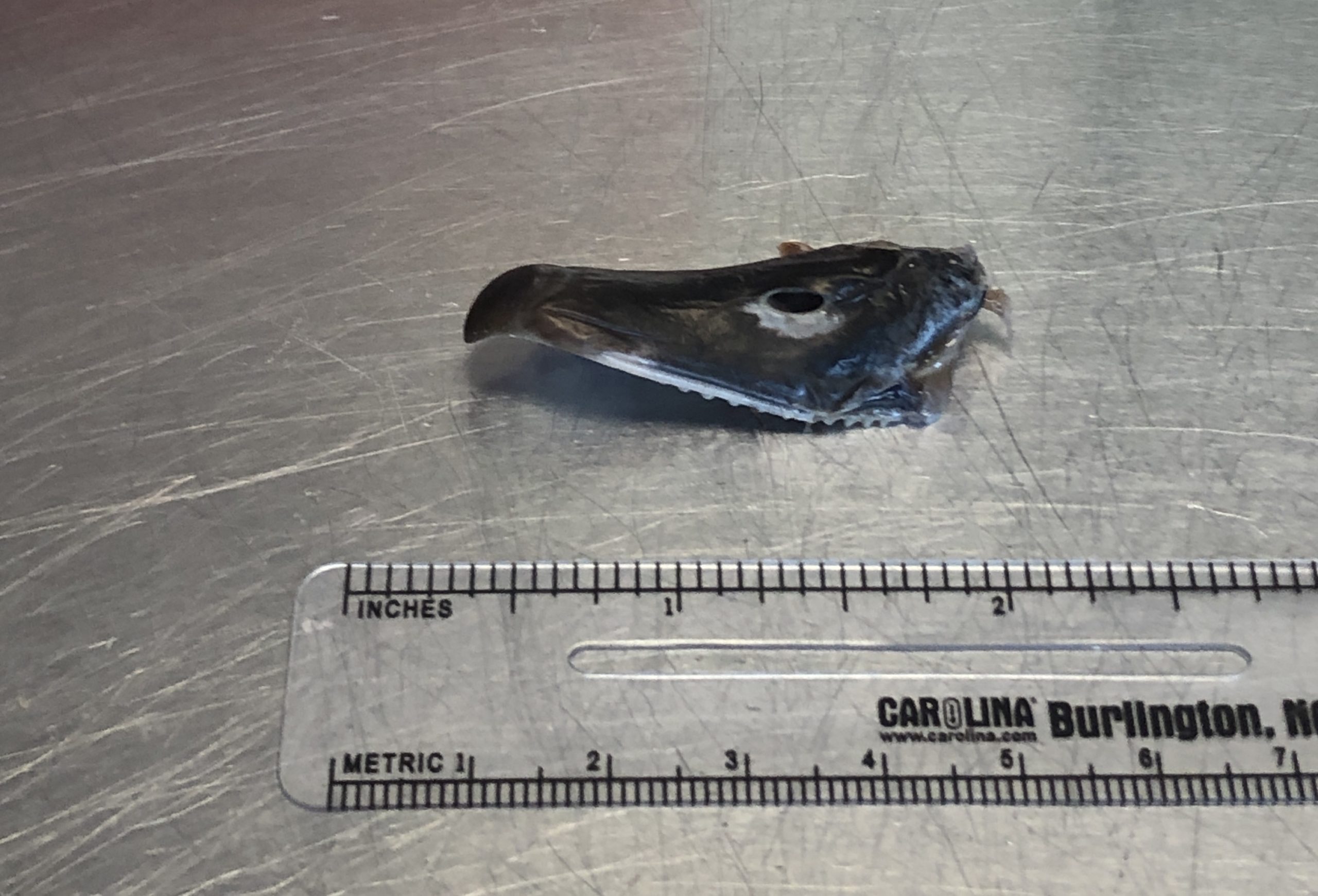 Big Gulp Blue Catfish Eats Wood Duck